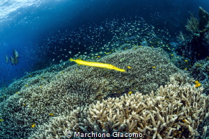 The coral sea . Raja Ampat . Indonesia .
nikon D800E , 1... by Marchione Giacomo 